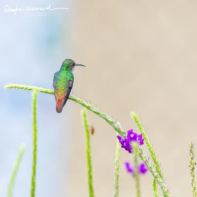 Hummingbirds of Costa Rica